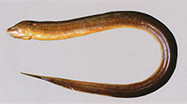 To FishBase images (<i>Monopterus albus</i>, Myanmar, by Vidthayanon, C.)