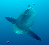 To FishBase images (<i>Mola alexandrini</i>, Indonesia, by Nyegaard, M.)