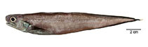 To FishBase images (<i>Monomitopus americanus</i>, Brazil, by Fischer, L.G.)