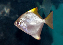 To FishBase images (<i>Monodactylus argenteus</i>, Sri Lanka, by Ramani Shirantha)