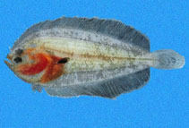 To FishBase images (<i>Monolene asaedai</i>, El Salvador, by Robertson, R.)