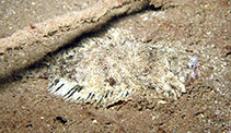 To FishBase images (<i>Monochirus atlanticus</i>, Sao Tome Princ., by Wirtz, P.)
