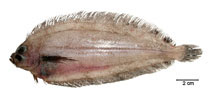 To FishBase images (<i>Monolene atrimana</i>, Brazil, by Fischer, L.G.)