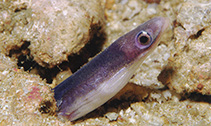Image of Moringua bicolor (Bicolor spaghetti eel)