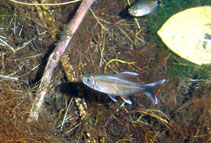 Bonita Tetra (Moenkhausia bonita) - Dan's Fish