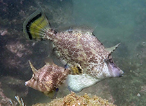 To FishBase images (<i>Monacanthus chinensis</i>, Hong Kong, by Yvonne Sadovy@114°E Hong Kong Reef Fish Survey)