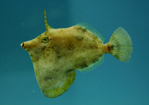 To FishBase images (<i>Monacanthus ciliatus</i>, by NOAA\NMFS\Mississippi Laboratory)