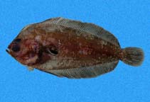 To FishBase images (<i>Monolene dubiosa</i>, Panama, by Robertson, R.)