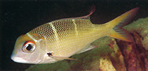 To FishBase images (<i>Monotaxis heterodon</i>, Papua New Guinea, by Allen, G.R.)