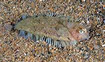 To FishBase images (<i>Monochirus hispidus</i>, Italy, by Guerrieri, S.)