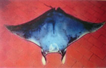 Image of Mobula hypostoma (Lesser devil ray)
