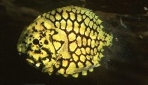Image of Monocentris japonica (Pineconefish)