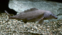 Image of Mormyrus kannume (Elephant-snout fish)