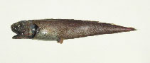 To FishBase images (<i>Monomitopus kumae</i>, Philippines, by Reyes, R.B.)