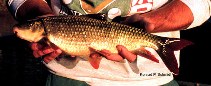 To FishBase images (<i>Moxostoma macrolepidotum</i>, by The Native Fish Conservancy)