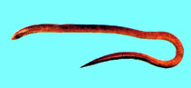 To FishBase images (<i>Moringua macrocephalus</i>, Chinese Taipei, by The Fish Database of Taiwan)