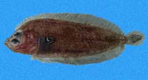 To FishBase images (<i>Monolene maculipinna</i>, Panama, by Robertson, R.)