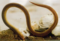 Image of Moringua microchir (Lesser thrush eel)