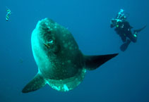 To FishBase images (<i>Mola mola</i>, Indonesia, by Zuberbuhler, T.)