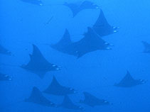 To FishBase images (<i>Mobula munkiana</i>, Galapagos Is., by Wirtz, P.)