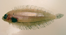 To FishBase images (<i>Monolene sessilicauda</i>, by NOAA\NMFS\Mississippi Laboratory)