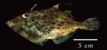 To FishBase images (<i>Stephanolepis setifer</i>, Colombia, by Duarte, L.O.)
