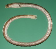Image of Moringua macrochir (Longfin spaghetti eel)