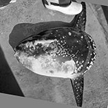 To FishBase images (<i>Mola tecta</i>, New Zealand, by Nyegaard, M.)