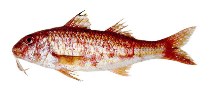 To FishBase images (<i>Mullus argentinae</i>, by INIDEP)