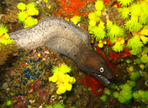 To FishBase images (<i>Muraena augusti</i>, Cape Verde, by Wirtz, P.)