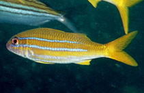 To FishBase images (<i>Mulloidichthys ayliffe</i>, Oman, by Field, R.)