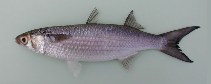 To FishBase images (<i>Mugil bananensis</i>, Cape Verde, by Freitas, R.)