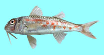 To FishBase images (<i>Mullus barbatus ponticus</i>, Romania, by Otel, V.)