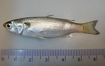 To FishBase images (<i>Mugil brevirostris</i>, Brazil, by Vaske Jr., T.)