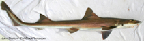 To FishBase images (<i>Mustelus californicus</i>, USA, by Shelton, J.)