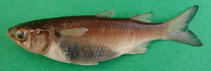 To FishBase images (<i>Mugil capurrii</i>, Cape Verde, by Freitas, R.)
