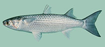 To FishBase images (<i>Mugil cephalus</i>, Ryukyu Is., by Randall, J.E.)