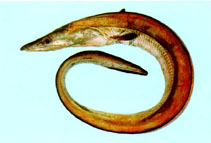 To FishBase images (<i>Muraenesox cinereus</i>, Jordan, by Khalaf, M.A.)
