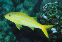 Image of Mulloidichthys dentatus (Mexican goatfish)