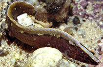 To FishBase images (<i>Muraenoclinus dorsalis</i>, South Africa, by Zsilavecz, G.)