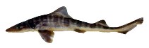 Image of Mustelus fasciatus (Striped smooth-hound)