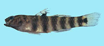 To FishBase images (<i>Mugilogobius fasciatus</i>, Thailand, by Winterbottom, R.)
