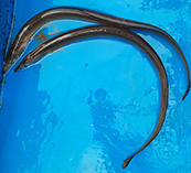 To FishBase images (<i>Muraenichthys gymnopterus</i>, India, by Mumthaz, T.M.V.)