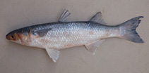 To FishBase images (<i>Mugil incilis</i>, Brazil, by Carvalho Filho, A.)