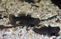 To FishBase images (<i>Mugilogobius littoralis</i>, Australia, by Wilson, D.)