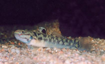 To FishBase images (<i>Mugilogobius mertoni</i>, by Keith, P.)