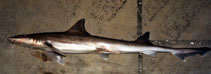 Image of Mustelus norrisi (Narrowfin smooth-hound)