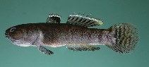 To FishBase images (<i>Mugilogobius parvus</i>, Hawaii, by Randall, J.E.)