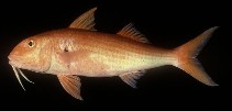 Image of Mulloidichthys pfluegeri (Orange goatfish)