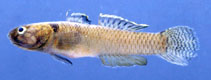 To FishBase images (<i>Mugilogobius rambaiae</i>, Thailand, by Vidthayanon, C.)